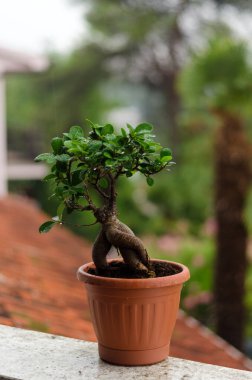 Dekoratif yeşil mandalina ağacının arka planında saksıda portakal meyvesi ve serada incir ağacı var. Yağmur damlalarıyla ayrılır. Üst manzara, düz yatış. Bahçıvanlık.