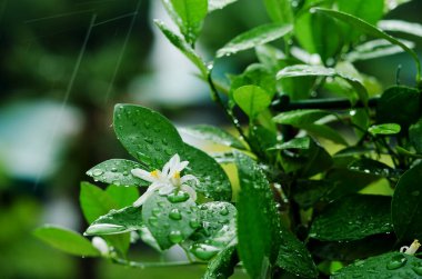Close up background of decorative  green ficus in a pot in the greenhouse. Leaves with raindrops. Autumn season. Top view, flat lay.