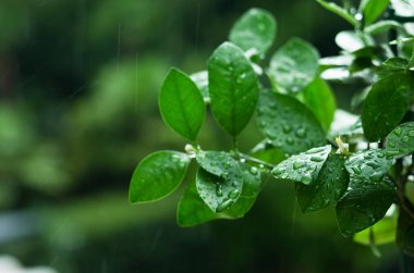 Close up background of decorative  green ficus in a pot in the greenhouse. Leaves with raindrops. Autumn season. Top view, flat lay.