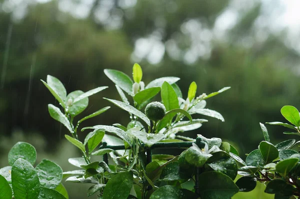 Close up background of decorative  green ficus in a pot in the greenhouse. Leaves with raindrops. Autumn season. Top view, flat lay.