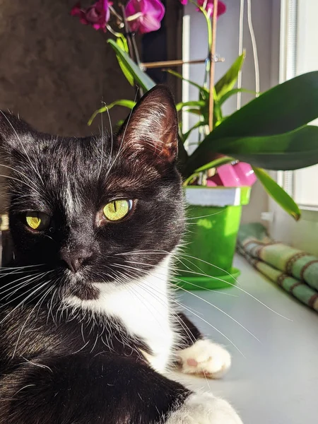 Portrait Cute Fluffy Black Cat Green Eyes Cozy Home Looking — 图库照片