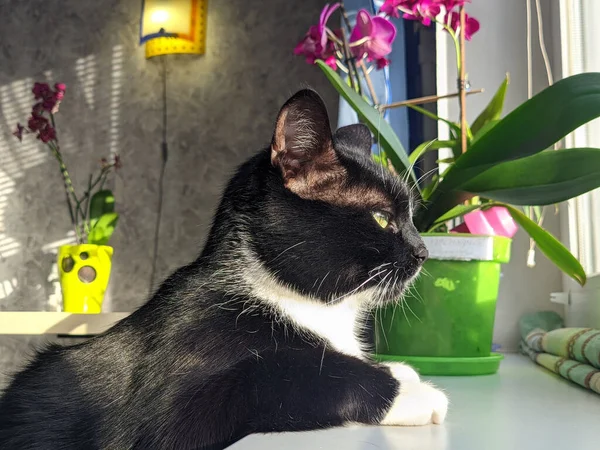 Portrait Cute Fluffy Black Cat Green Eyes Cozy Home Looking — Foto de Stock