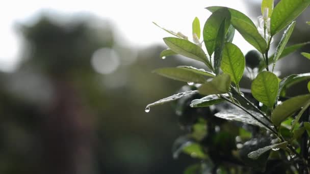 Hintergrund Des Dekorativen Grünen Mandarinenbaums Mit Orangen Früchten Einem Topf — Stockvideo