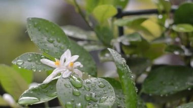 Dekoratif yeşil mandalina ağacının arka planında serada portakal meyvesi var. Yağmur damlalarıyla ayrılır. Üst manzara, düz yatış. Bahçıvanlık.