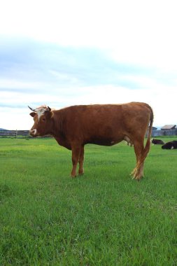 Yazın otlayan inek sürüsü.