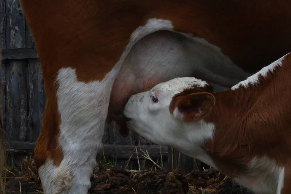 Fluffy Dairy Heifer Baby Cattle Sucking Milk Udder — Stock Photo, Image