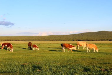 Yazın otlayan inek sürüsü.