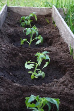 Sebze bahçesinde filizlenen domatesler. 