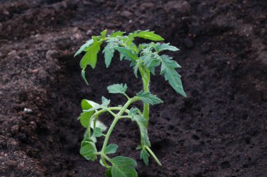 Sebze bahçesinde filizlenen domatesler. 