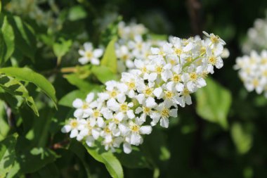Prunus padus, kuşkirazı, böğürtlen, böğürtlen ya da mayday ağacı olarak da bilinir.