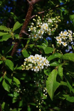 Prunus padus, kuşkirazı, böğürtlen, böğürtlen ya da mayday ağacı olarak da bilinir.
