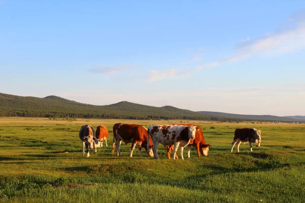 Стадо Коров Пасущихся Летом — стоковое фото