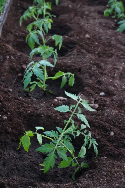 Broto Mudas Tomates Horta — Fotografia de Stock