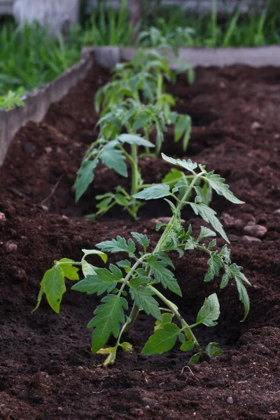 Broto Mudas Tomates Horta — Fotografia de Stock