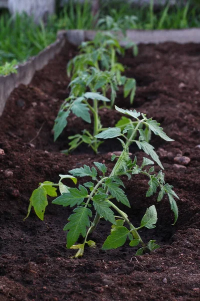 Brote Plántulas Tomates Huerto — Foto de Stock