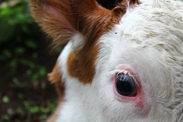 Veau Nouveau Debout Dans Basse Cour Agricole — Photo