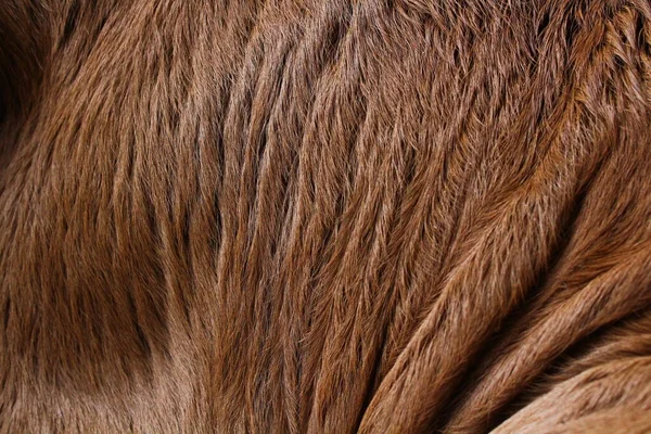 Piel Animal Textura Fondo Pelo Marrón Caramelo Color —  Fotos de Stock