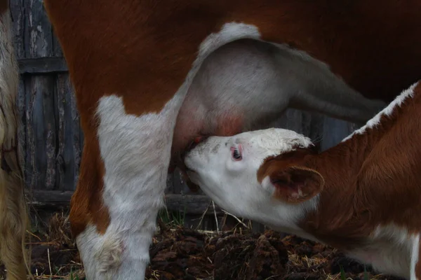 Fluffy Dairy Heifer Baby Cattle Sucking Milk Udder — стоковое фото