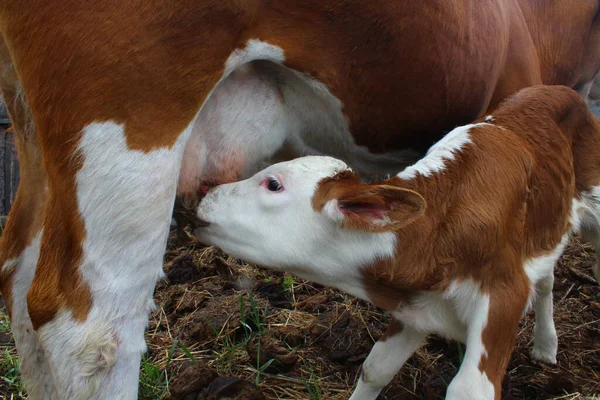 Novilha Leiteira Fofa Gado Bebê Sugando Leite Úbere — Fotografia de Stock