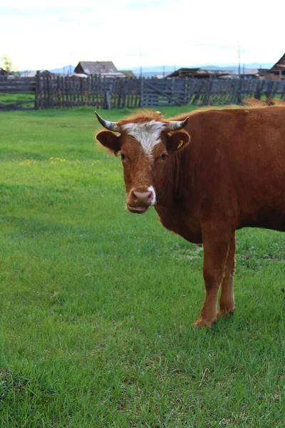 Manada Vacas Pastando Verão — Fotografia de Stock