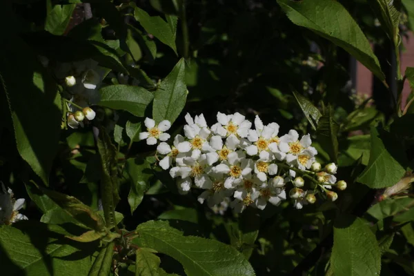 鳥のチェリー ハックベリー またはメーデーツリーとして知られているプルナス パドゥスは バラ科の開花植物です — ストック写真