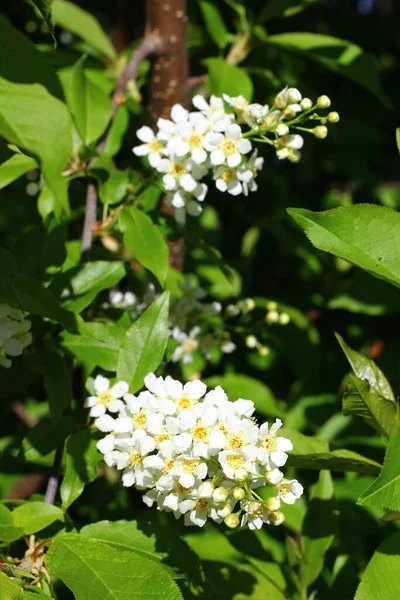 Prunus Padus Connu Sous Nom Cerisier Oiseau Myrtille Myrtille Arbre — Photo