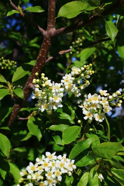 Prunus Padus Connu Sous Nom Cerisier Oiseau Myrtille Myrtille Arbre — Photo