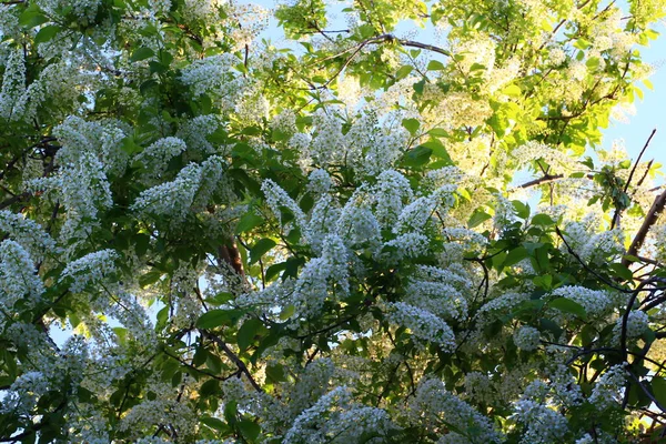 Prunus Padus Квітуча Рослина Родині Троянд — стокове фото