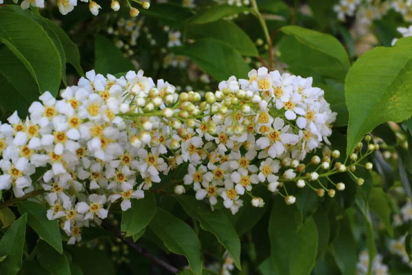 Prunus Padus Känd Som Fågel Körsbär Hackbär Hagbär Eller Mayday — Stockfoto