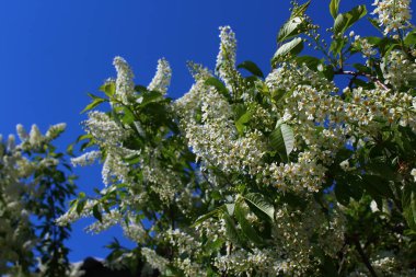Prunus padus, kuşkirazı, böğürtlen, böğürtlen ya da mayday ağacı olarak da bilinir.