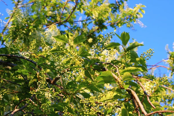 Prunus Padus Znany Jako Czereśnia Hackberry Hagberry Lub Mayday Drzewo — Zdjęcie stockowe