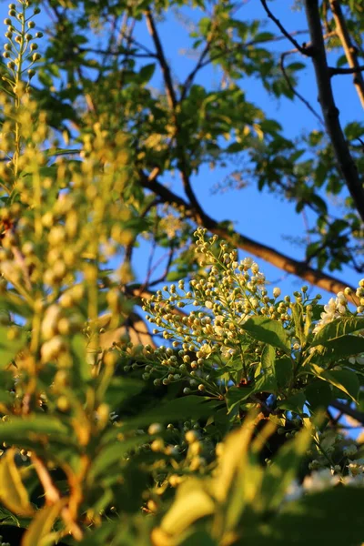 Prunus Prunus Punfarus 메이데이 Mayday 나무는 속하는 꽃식물이다 — 스톡 사진