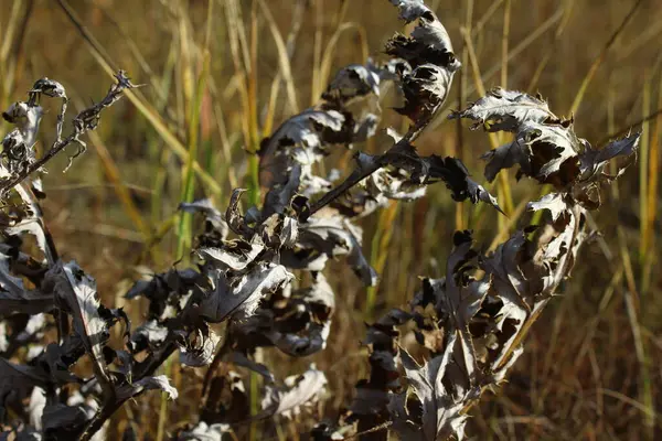 Photographie Gros Plan Herbe Jaune Sèche Des Fleurs Dans Champ — Photo