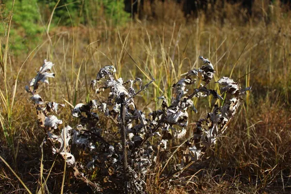 Nahaufnahme Von Trockenem Gelbem Gras Und Blumen Auf Der Herbstwiese — Stockfoto