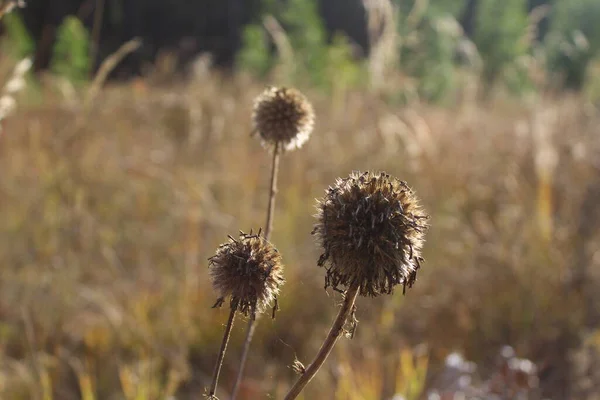 Testa Fiore Selvatico Secco Primo Piano Autunno — Foto Stock