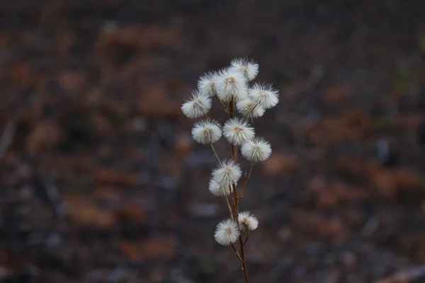 Testa Fiore Selvatico Secco Primo Piano Autunno — Foto Stock