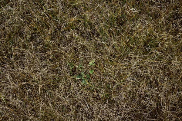 Nahaufnahme Von Trockenem Gelbem Gras Und Blumen Auf Der Herbstwiese — Stockfoto