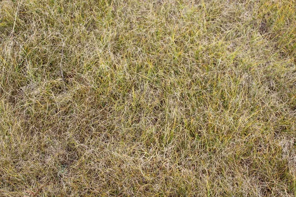 干し草の秋の草原の黄色い草や花のクローズアップ写真収穫時間 — ストック写真