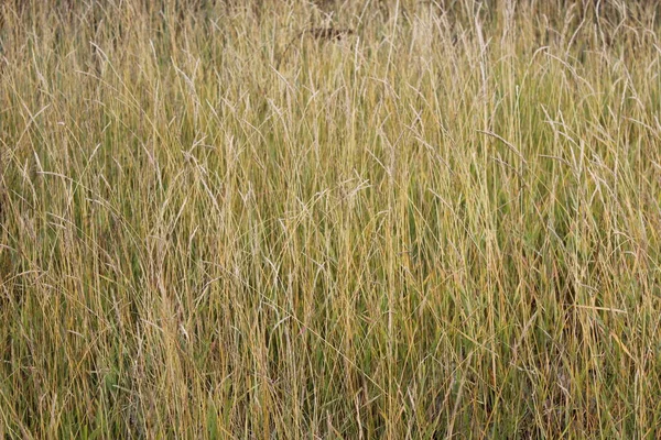 Nahaufnahme Von Trockenem Gelbem Gras Und Blumen Auf Der Herbstwiese — Stockfoto