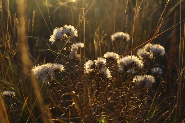 Droge Wilde Bloem Hoofd Close Het Najaar — Stockfoto