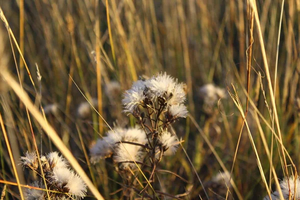 Testa Fiore Selvatico Secco Primo Piano Autunno — Foto Stock