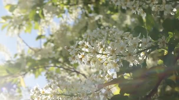Prunus Prunus Punfarus 메이데이 Mayday 나무는 속하는 꽃식물이다 — 비디오