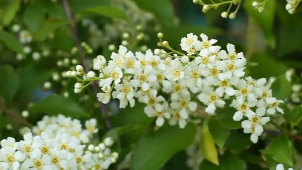 Prunus Padus Bekannt Als Vogelkirsche Zürgelbeere Hagberry Oder Maibaum Ist — Stockvideo