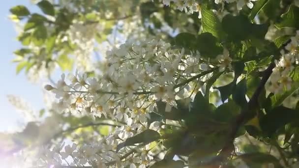 Prunus Padus Bekannt Als Vogelkirsche Zürgelbeere Hagberry Oder Maibaum Ist — Stockvideo