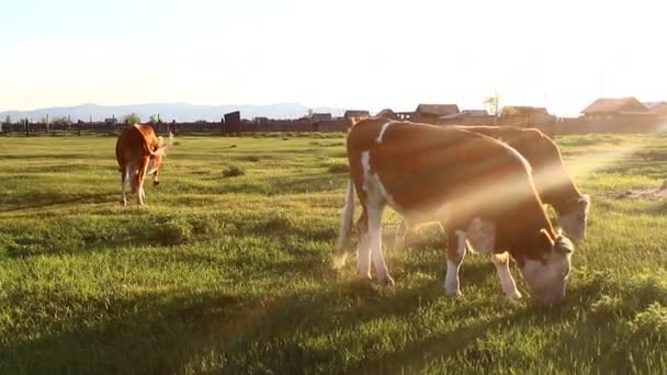 群れの写真多色の大型牛が緑のジューシーな夏の草を食べ — ストック動画