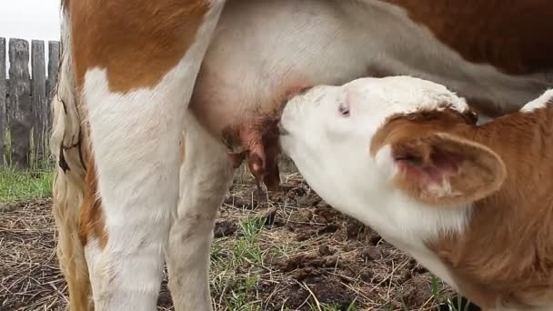 Новорожденный Теленок Сосет Молоко Вымени Коровы — стоковое видео
