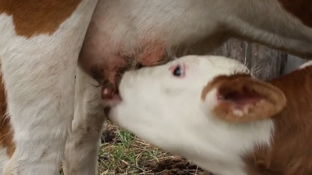Bezerro Recém Nascido Leite Sucção Úbere Vaca Novilha — Vídeo de Stock