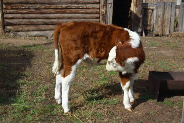 Yazın çiftlikte çimen yiyen küçük bir buzağı.