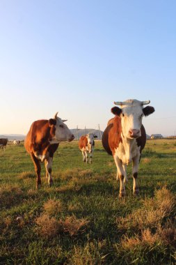 Yazın otlayan inek sürüsü.