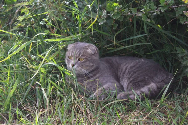 Tabby Scottish Fold Cat Młody Kociak Lecie Zielona Trawa — Zdjęcie stockowe